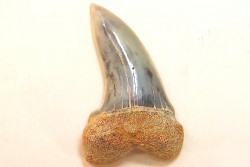 shark tooth: ISURUS PLANUS   Miocene   Bakersfield, California - USA
