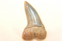dent de requin: ISURUS PLANUS - Miocène - Bakersfield, Californie - USA