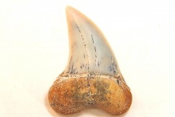 shark tooth: ISURUS PLANUS   Miocene   Bakersfield, California - USA