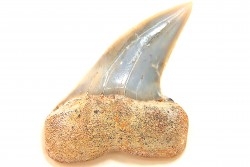 shark tooth: ISURUS PLANUS   Miocene   Bakersfield, California - USA
