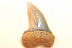 shark tooth: ISURUS PLANUS   Miocene   Bakersfield, California - USA