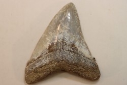 CARCHARODON MEGALODON - Miocene - Faluns de Touraine, FRANCE