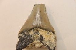 CARCHARODON MEGALODON - Miocene - Faluns de Touraine, FRANCE