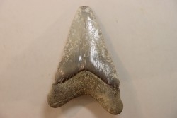 CARCHARODON MEGALODON - Miocene - Faluns de Touraine, FRANCE