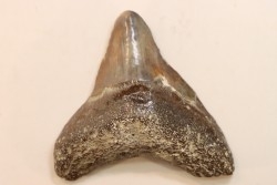 CARCHARODON MEGALODON - Miocène - Touraine, FRANCE