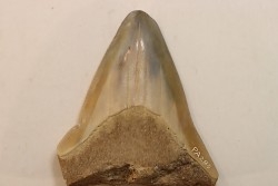 CARCHARODON MEGALODON - Miocene - Faluns de Touraine, FRANCE