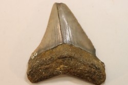 CARCHARODON MEGALODON - Miocene - Faluns de Touraine, FRANCE