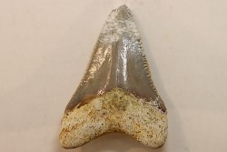 CARCHARODON MEGALODON - Miocene - Faluns de Touraine, FRANCE