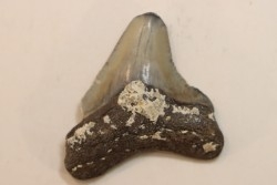 CARCHARODON MEGALODON - Miocene - Faluns de Touraine, FRANCE