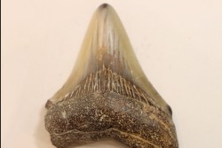 CARCHARODON MEGALODON - Miocène - Touraine, FRANCE