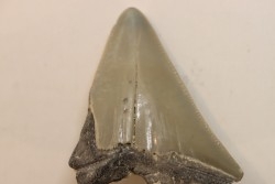 CARCHARODON MEGALODON - Miocene - Faluns de Touraine, FRANCE