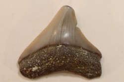 CARCHARODON MEGALODON - Miocene - Faluns de Touraine, FRANCE