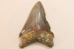 CARCHARODON MEGALODON - Miocene - Faluns de Touraine, FRANCE