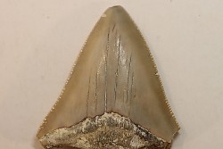 CARCHARODON MEGALODON - Miocene - Faluns de Touraine, FRANCE