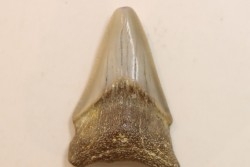 CARCHARODON MEGALODON - Miocene - Faluns de Touraine, FRANCE