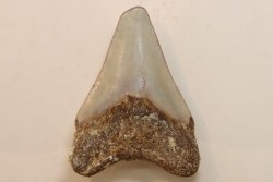 CARCHARODON MEGALODON - Miocene - Faluns de Touraine, FRANCE