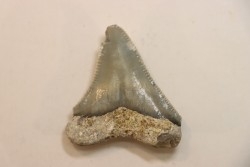 CARCHARODON MEGALODON - Miocene - Faluns de Touraine, FRANCE