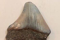 CARCHARODON MEGALODON - Miocene - Faluns de Touraine, FRANCE