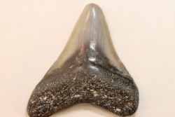 CARCHARODON MEGALODON - Miocene - Faluns de Touraine, FRANCE