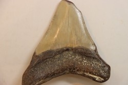 CARCHARODON MEGALODON - Miocene - Faluns de Touraine, FRANCE