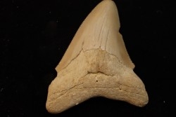 CARCHARODON MEGALODON - Miocene - Faluns de Touraine, FRANCE
