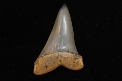dent de requin: CARCHARODON HASTALIS - Miocène - Bakersfield, Californie - USA