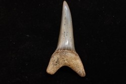 dent de requin: CARCHARODON HASTALIS - Miocène - Bakersfield, Californie - USA
