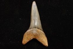 dent de requin: CARCHARODON HASTALIS - Miocène - Bakersfield, Californie - USA