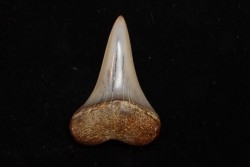 dent de requin: CARCHARODON HASTALIS - Miocène - Bakersfield, Californie - USA