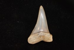 shark tooth: CARCHARODON HASTALIS   Miocene   Bakersfield, California - USA