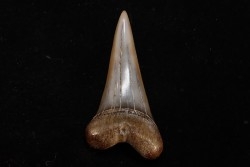 dent de requin: CARCHARODON HASTALIS - Miocène - Bakersfield, Californie - USA