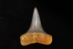 dent de requin: CARCHARODON HASTALIS - Miocène - Bakersfield, Californie - USA
