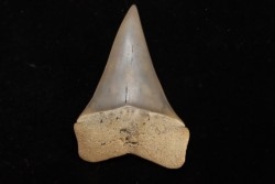 dent de requin: CARCHARODON HASTALIS - Miocène - Bakersfield, Californie - USA