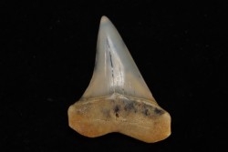 dent de requin: CARCHARODON HASTALIS - Miocène - Bakersfield, Californie - USA