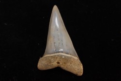 dent de requin: CARCHARODON HASTALIS - Miocène - Bakersfield, Californie - USA