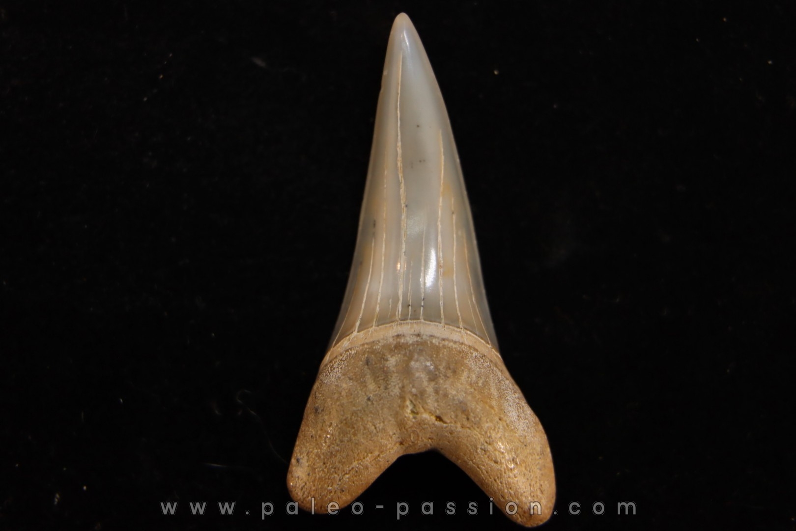 dent de requin CARCHARODON HASTALIS Miocène Bakersfield, Californie USA