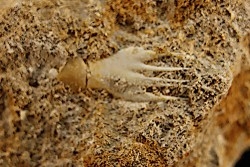 schizorhiza stromeri - Maestrichtien - Oued Zem, MAROC