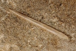 MYLIOBATIS sp. - Ypresian - Oued Zem, Morocco