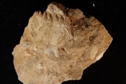 notidanodon loozi