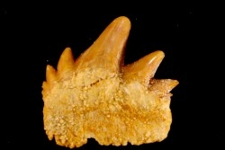 Notidanodon loozi - danien, éocène - Oued Zem, Maroc