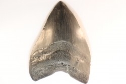 dent de requin: CARCHARODON MEGALODON
