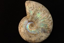 CLEONICERAS BESAIRIEI - Albian - MADAGASCAR