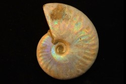 CLEONICERAS BESAIRIEI - Albian - MADAGASCAR