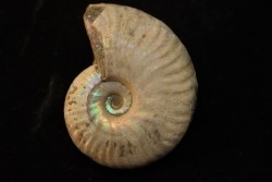 CLEONICERAS BESAIRIEI - Albian - MADAGASCAR