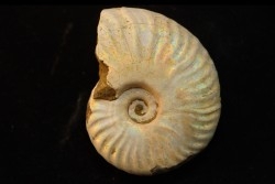CLEONICERAS BESAIRIEI - Albian - MADAGASCAR