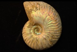 CLEONICERAS BESAIRIEI - Albian - MADAGASCAR