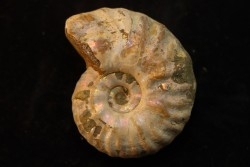 CLEONICERAS MADAGASCARIENSE - Albian - MADAGASCAR
