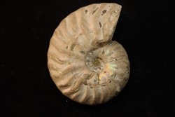 CLEONICERAS MADAGASCARIENSE - Albian - MADAGASCAR