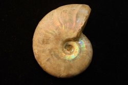 BEUDANTICERAS REVOILI - Albian - MADAGASCAR
