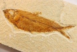 poisson fossile KNIGHTIA EOCAENA - WYOMING, USA